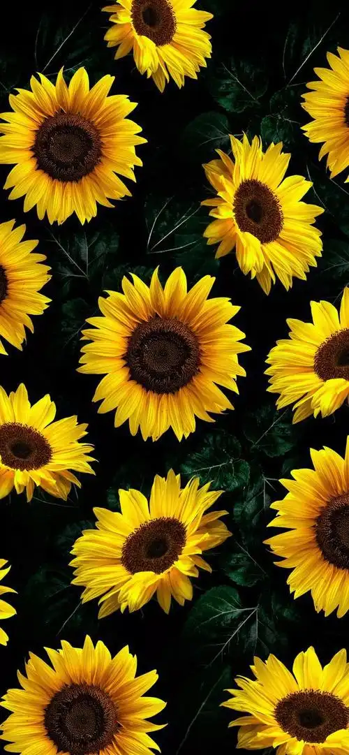 向阳而生,唯美的向日葵壁纸,全屏高清无水印_网易订阅