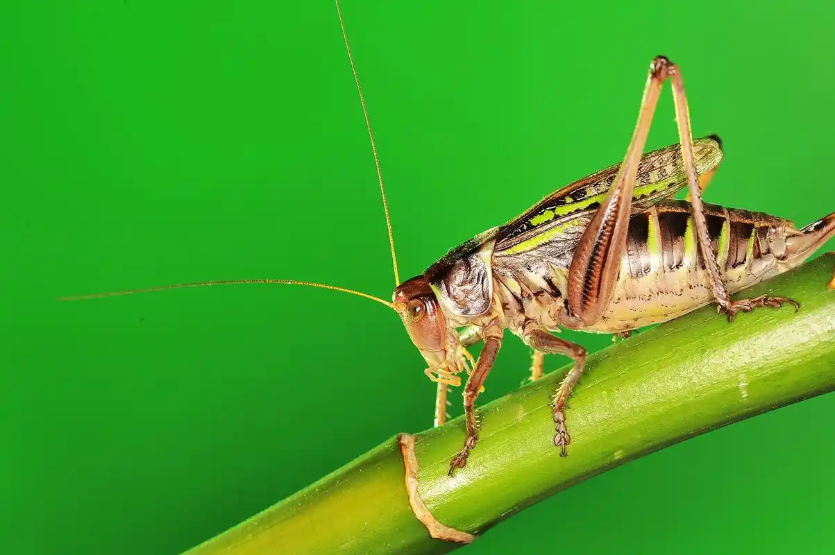 蝈蝈是害虫还是益虫?蝈蝈就是一种益虫