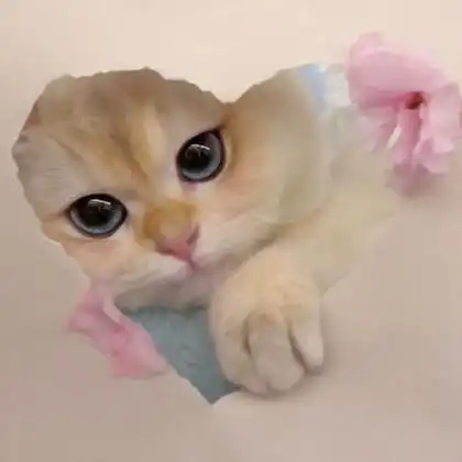 猫的照片可爱头像 高清好看的可爱猫咪头像呆萌图片_动物头像_头像屋