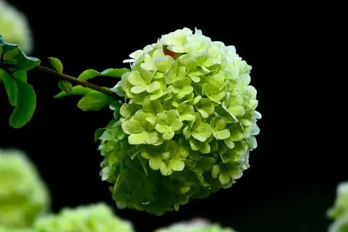 春花欣赏绿绣球花