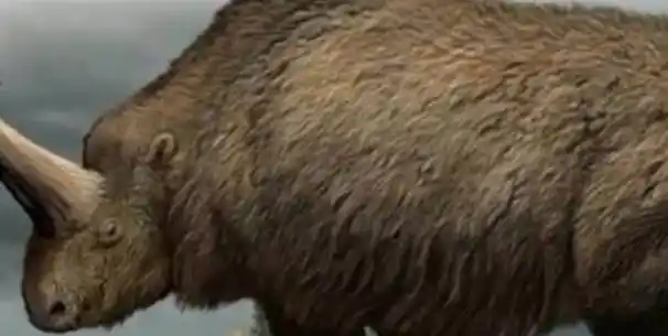 原创山海经记载的独角兽或真实存在西伯利亚发现独角兽化石