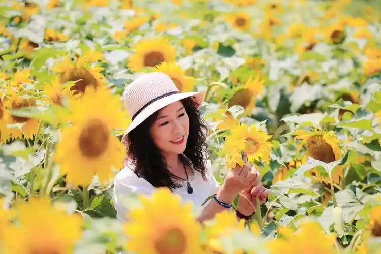 向日葵之所以幸福,是因为时刻都微笑着面对阳光,用心收集阳光,抛去