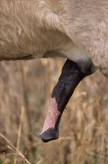 家养马图片-家养马背景图-家养马背景图片-家养马背景图片大全