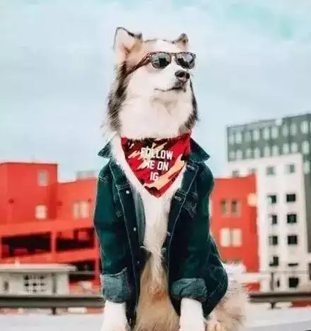 霸气哈士奇带墨镜头像图片_头像图片_扣扣乐园