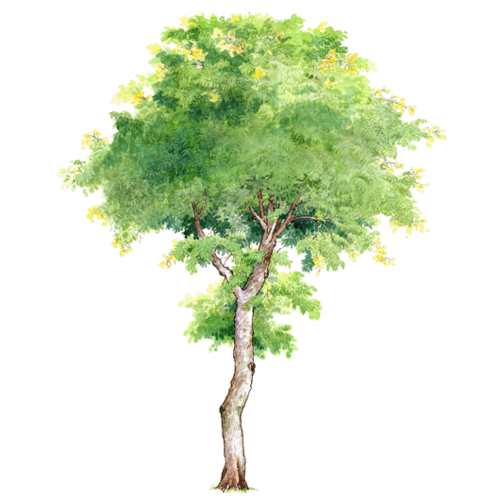 园林树木手绘,有名字的哦!