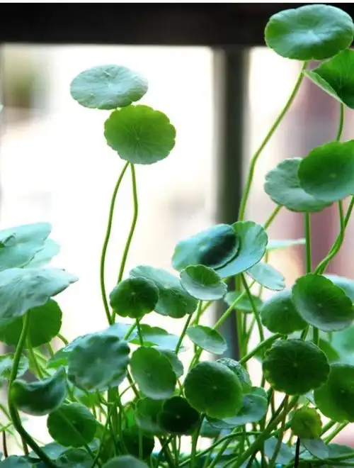 金钱草养成记 - 简书