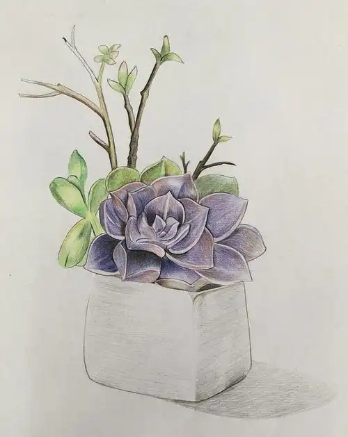 纯彩铅多肉植物