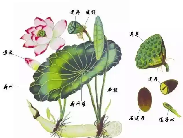 荷叶蒂的功效与作用