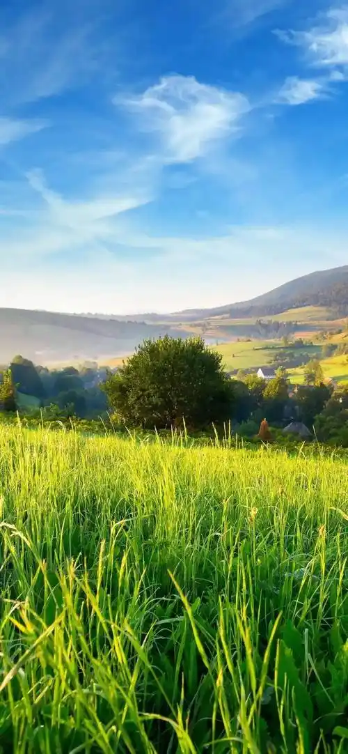 一组绿色唯美壁纸绿色养眼壁纸