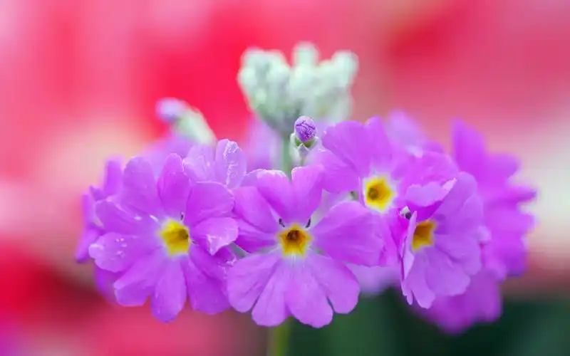 报春花美丽大自然风景桌面壁纸