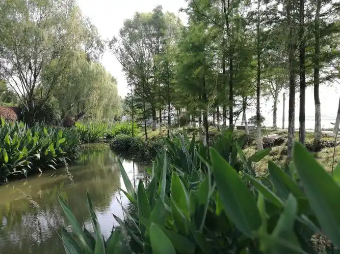 通过对驳岸,堤顶种植的景覌化,生态化建设,形成"船游十里无他树,杨柳