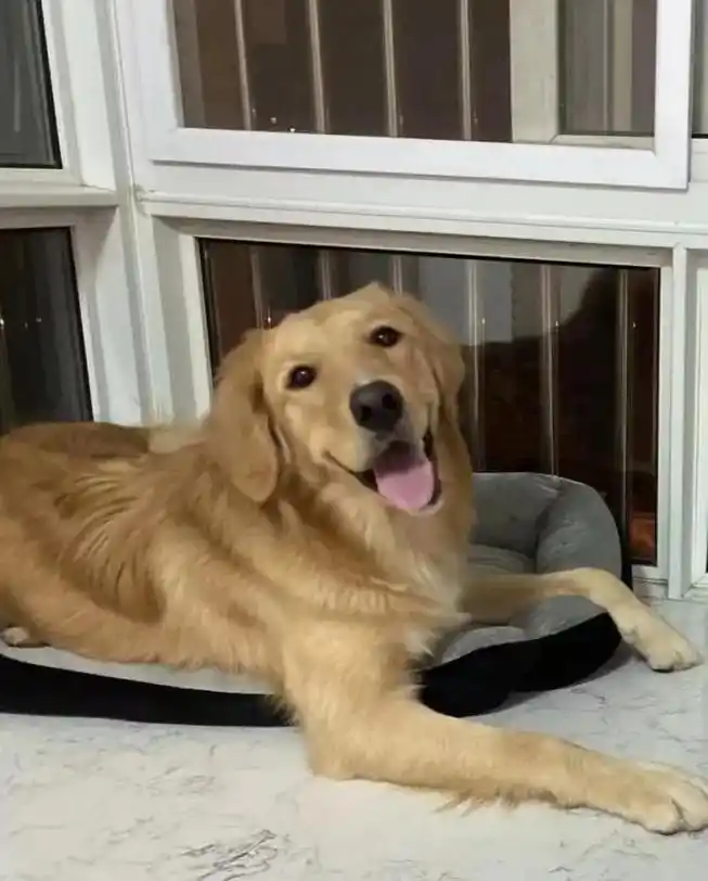 金毛糖尿病5年多的经验,常用的4个流程92