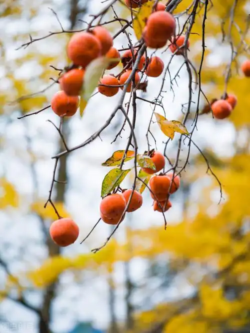 唯美意境风景带句子壁纸_晶羽文学网