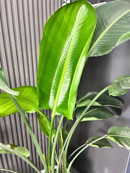 天堂鸟阳台吹风断叶