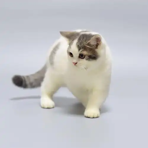 领养深圳英短加白找人领养已绝育猫咪目前三岁有点胆小找个爱猫的