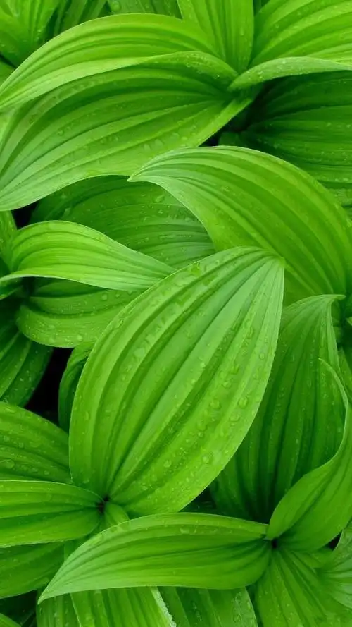 【质感壁纸】第183集 - 华为mate9系列主题美化 花粉俱乐部