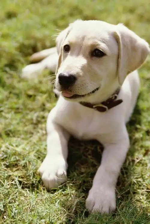 小狗,狗,卧,草坪_百度图片