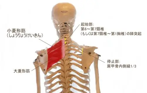 康复触诊新章节-20小菱形肌(上)