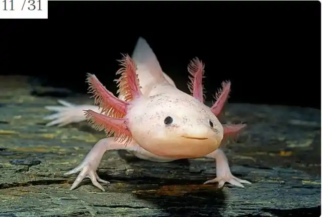 世界上所有的动物(20000种动物图片)-生活常识-江湖救急网