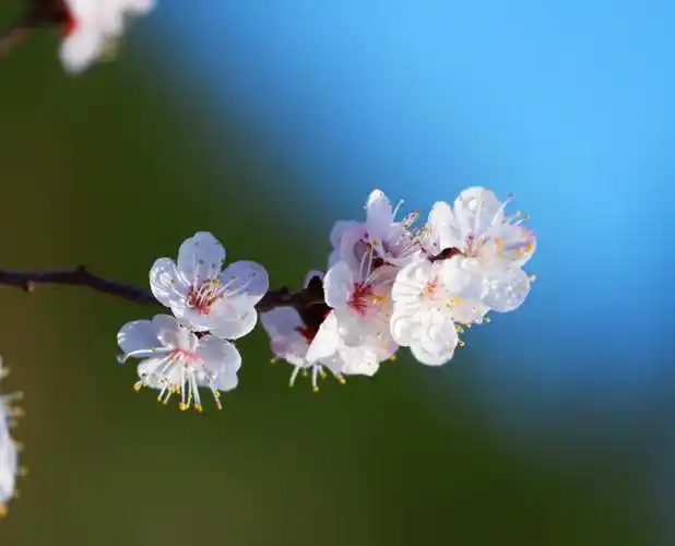 杏花深处初拍夏