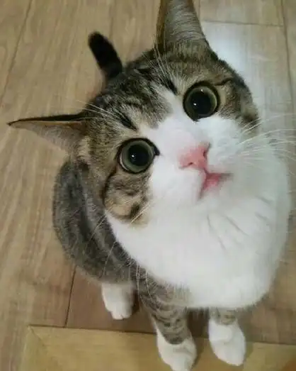 猫咪歪头杀 - 一波来自动物界的歪头杀_歪头杀_萌萌哒表情