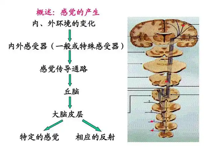 神经系统的感觉功能ppt