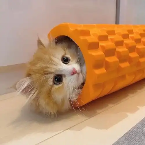 可爱小奶猫头像图片_萌宠小猫头像高清_三千图片网