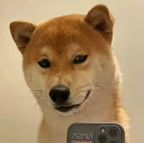 搞笑的狗狗头像沙雕