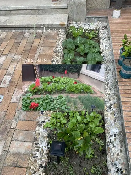 种菜小白的小菜园