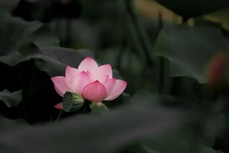 楚楚动人湖北南漳约一朵荷花看一池芳华