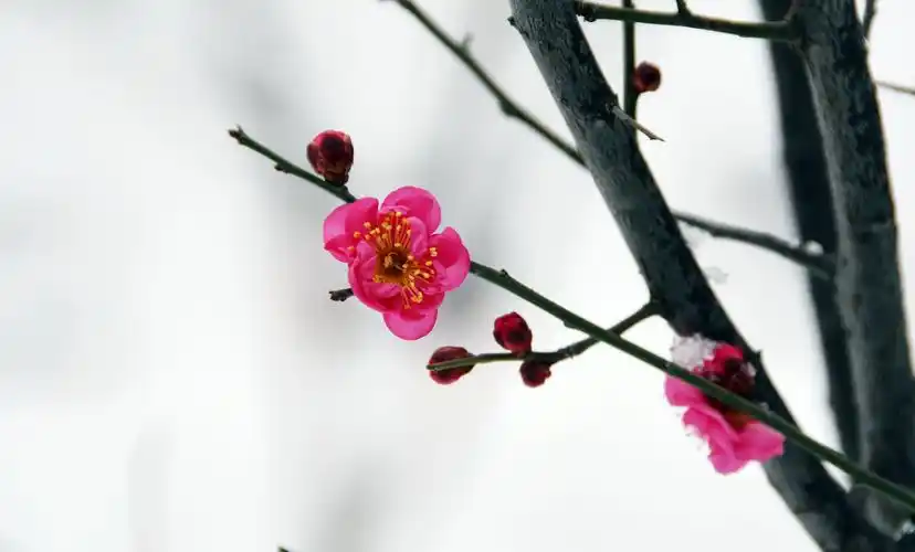 红梅傲雪报新春