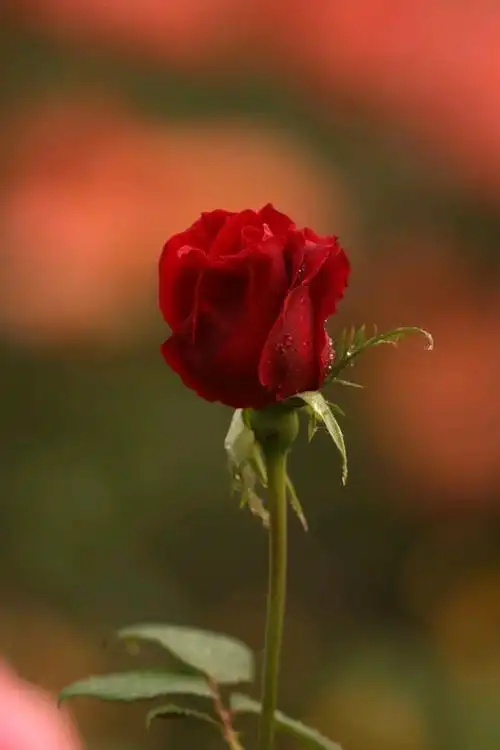 一朵美丽的玫瑰花