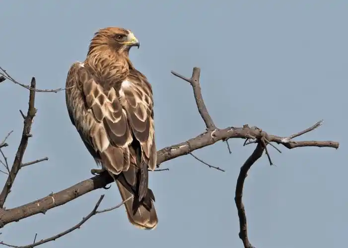 p>靴隼雕(学名: i>hieraaetus pennatus /i>):是鸟纲,鹰科的中型鹰类