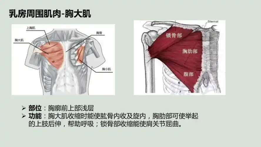 文献速递丨超声引导下新型前锯肌平面阻滞在乳腺癌改良根治术中的应用