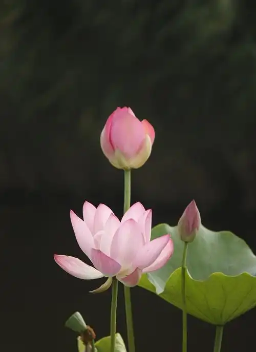 立夏入伏的日子里拍一组漂亮荷花的照片,给大家带来一丝夏日的清凉