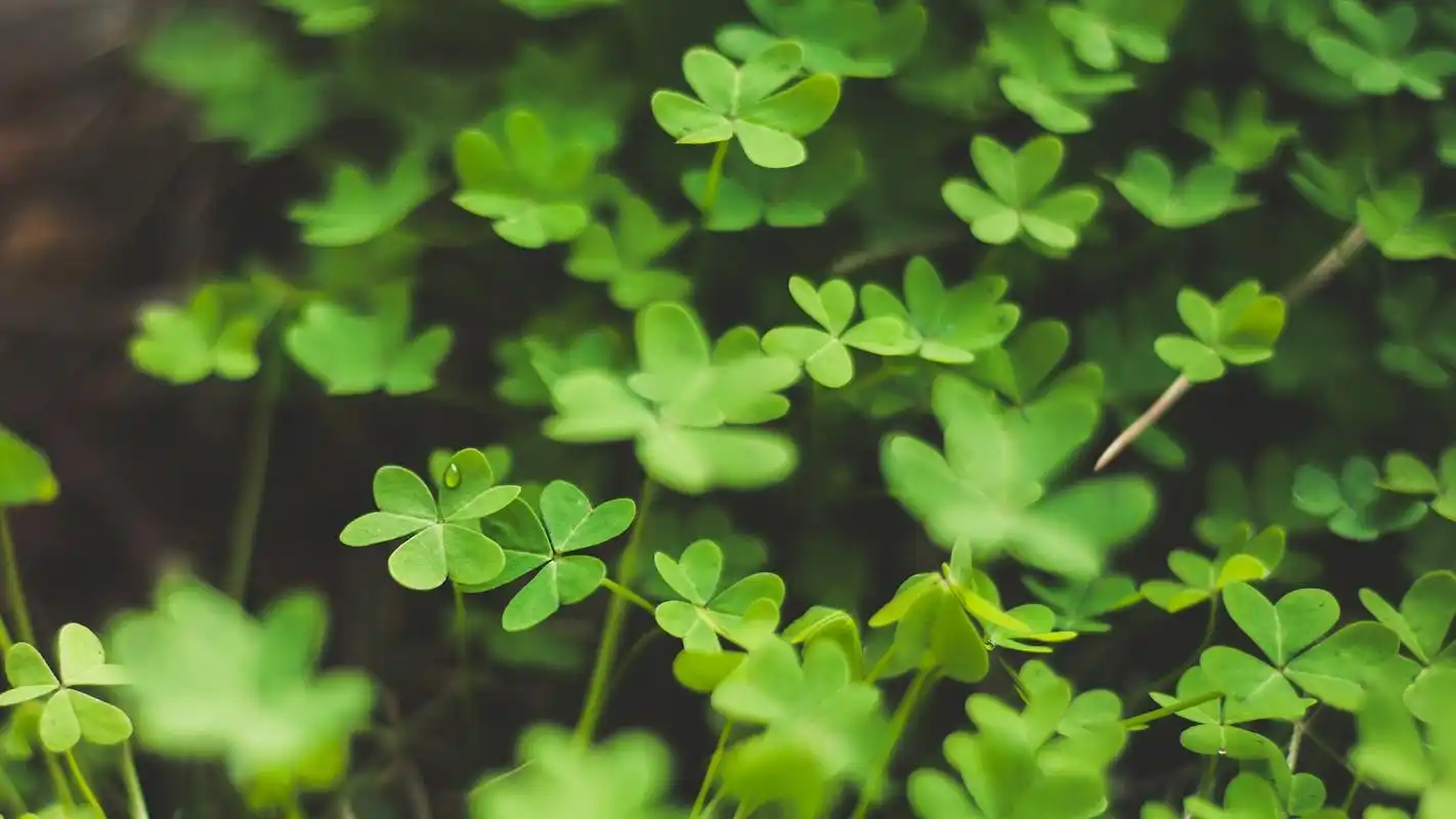 43m上传时间:2020-06-16壁纸标签:护眼壁纸封面图护眼壁纸【568】壁纸