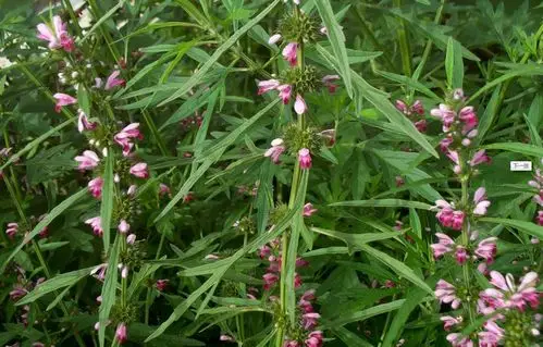 益母草粉 天然草本植物萃取 粉质细腻 p