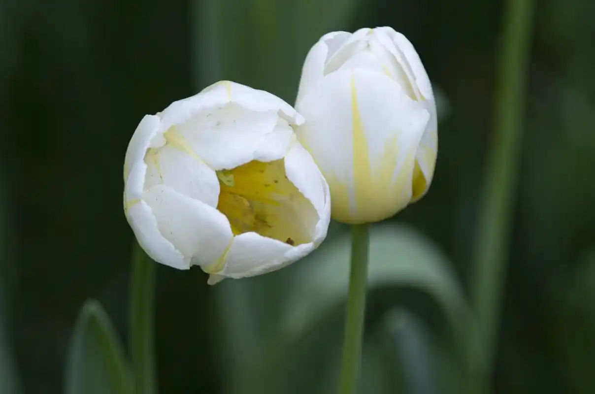 素静雅致郁金香,娇美清香,妖媚分姿