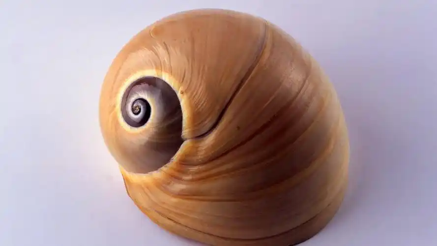 看到这些贝壳,你会惊叹.