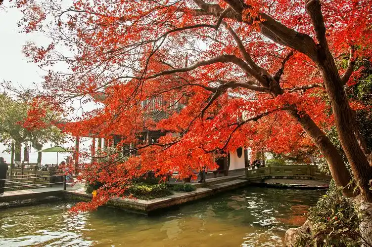 撩人的杭州秋色 - 美篇