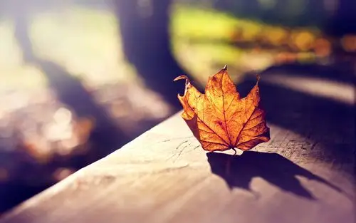 午后阳光温暖桌面壁纸