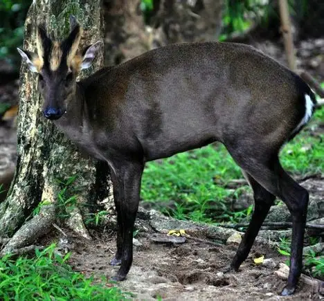 菲氏麂:兽纲,国家三级保护动物