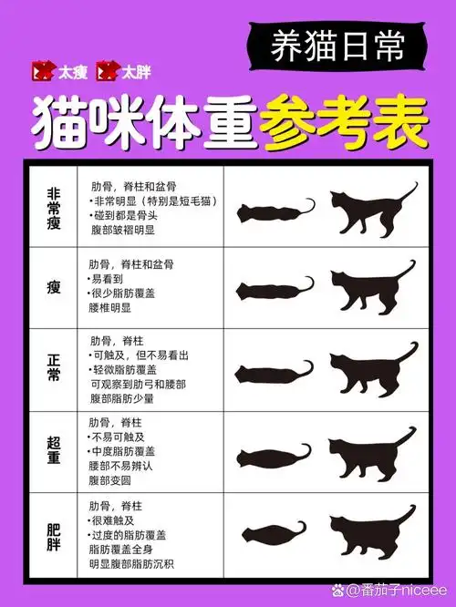 你家猫93胖吗71|快来看看猫的标准体重表