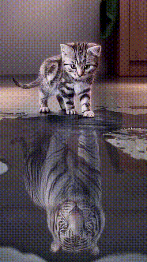 喵星人 萌宠 动图 - 堆糖,美图壁纸兴趣社区