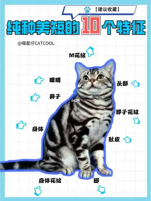 新手养猫|纯种美短虎斑的10个特征|建议收藏