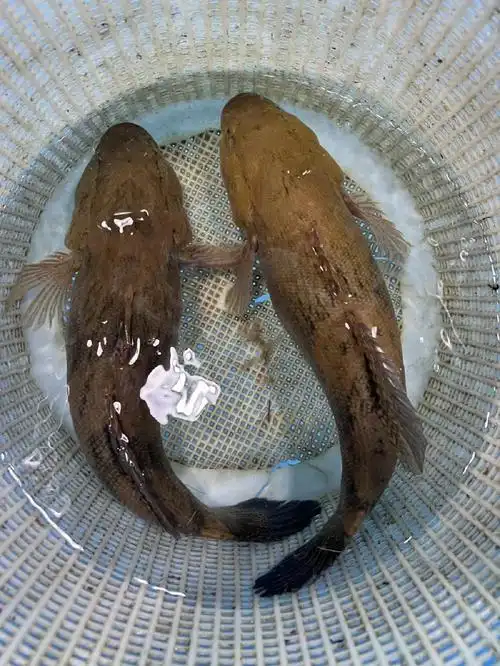 笋壳鱼(呆子鱼),无小骨刺,1.8斤左右一条