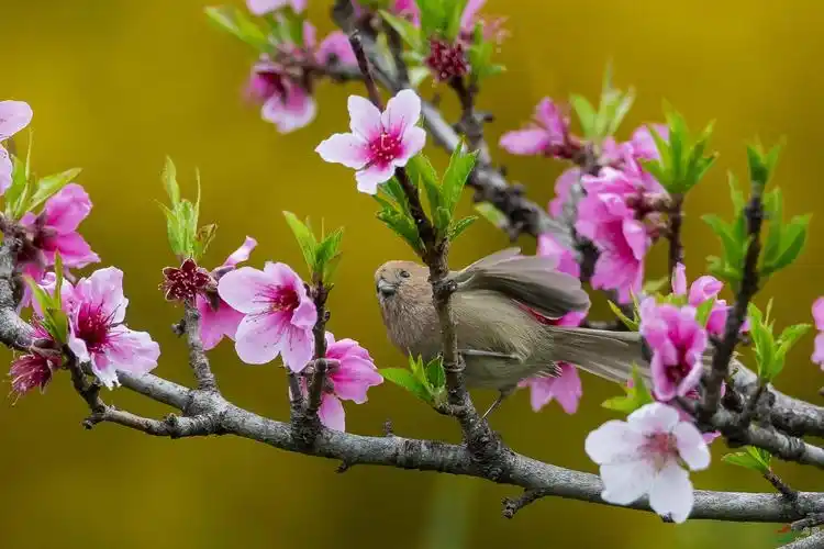 花鸟图——桃花与雅雀