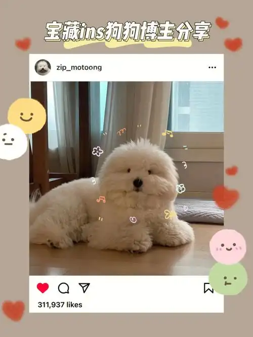 宝藏ins狗狗博主分享
