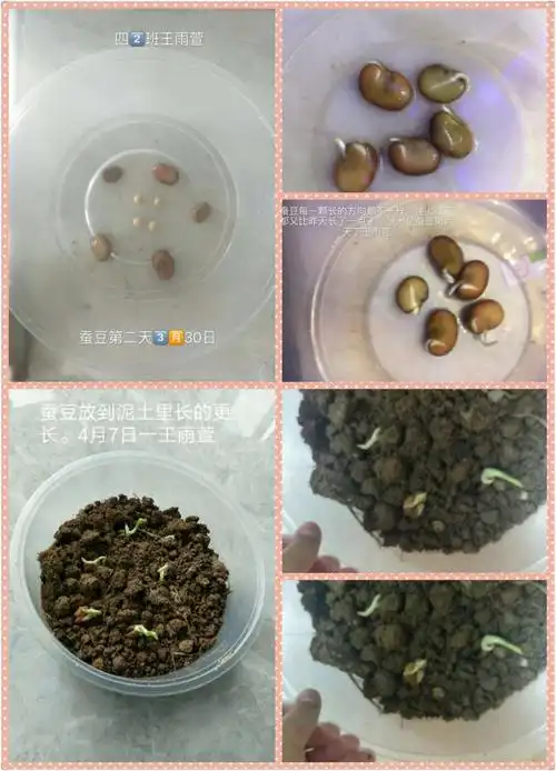 小蚕豆的大变身日记最新