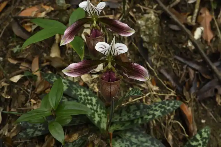 园艺界的"香港小姐"!国家一级保护野生植物紫纹兜兰进入盛花期